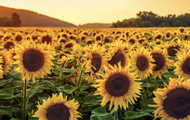 Girasol.png