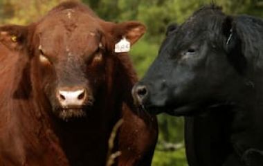 Inflación: la carne vacuna se desacelera tras el fuerte salto de febrero y podría aliviar el IPC de marzo