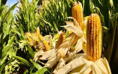 “La gran cosecha argentina”: el agro cerrará el primer cuatrimestre con un récord de 40 millones de toneladas exportadas