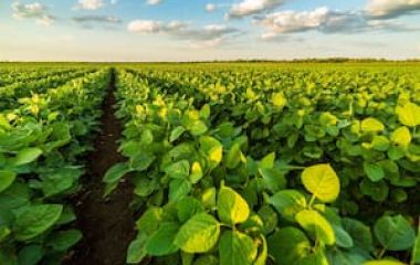 El Gobierno oficializó la baja de las retenciones para la soja, el maíz, el trigo, el sorgo y el girasol