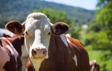 Vacunos: cierre de semana positivo en el Mercado Agroganadero de Cañuelas