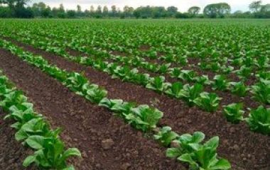 el-tabaco-sigue-siendo-en___RfrqCBEyH_290x290__1.jpg