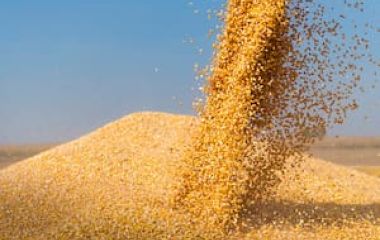 combine-harvester-pours-corn-maize-AEDJNH5ZSZBSPOTV7RALRK4IVU.jpg