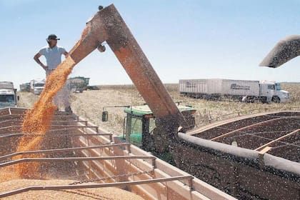 en-entre-rios-comenzo-la-cosecha-de-maiz-a-nivel-66TAUE67YVECHCHCXGSB3LEFHE.jpg