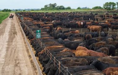transformacion-de-grano-en-carne-ap-photorodrigo-VOPRBQUU5BFKTOSSW63C6ONL3Q.jpg