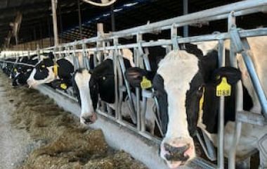 US$3700 millones: el Gobierno informó que en 2025 la llegada de dólares con la carne vacuna fue récord