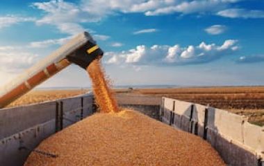 machine-for-separating-corn-grains-working-on-T5BX3GDOOZGETODGZK7GHKCZUA.jpg