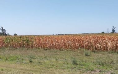 Fuerte impacto: un informe advierte que por la sequía se perderán casi US$3500 millones